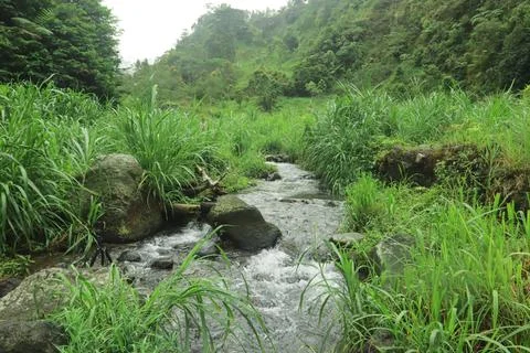 Mountain Stream Flowing Around Fallen Tree Stock Photos