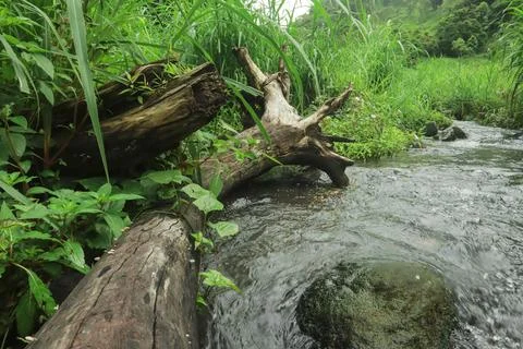 Mountain Stream Flowing Around Fallen Tree Stock Photos