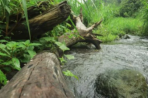 Mountain Stream Flowing Around Fallen Tree Stock Photos