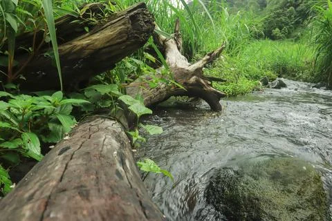 Mountain Stream Flowing Around Fallen Tree Stock Photos