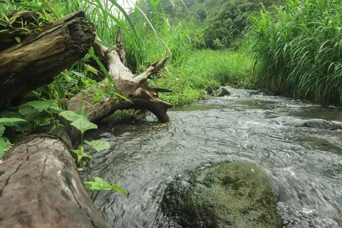 Mountain Stream Flowing Around Fallen Tree Stock Photos