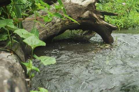 Mountain Stream Flowing Around Fallen Tree Stock Photos