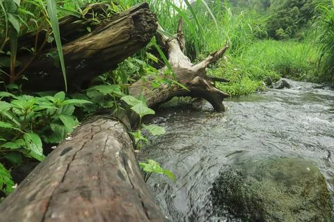 Mountain Stream Flowing Around Fallen Tree Stock Photos