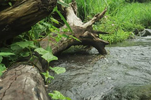 Mountain Stream Flowing Around Fallen Tree Stock Photos