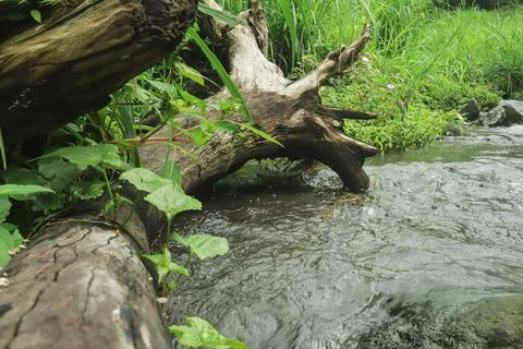Mountain Stream Flowing Around Fallen Tree Stock Photos