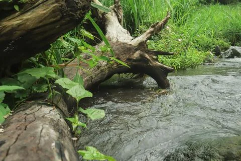 Mountain Stream Flowing Around Fallen Tree Stock Photos