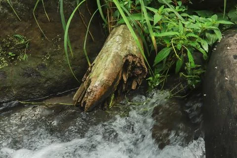 Mountain Stream Flowing Around Fallen Tree Stock Photos