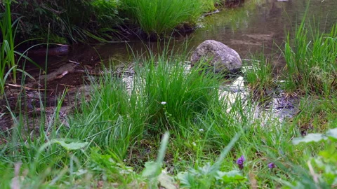 Mountain stream flowing behind soft tufts of grass Stock Footage 159568854