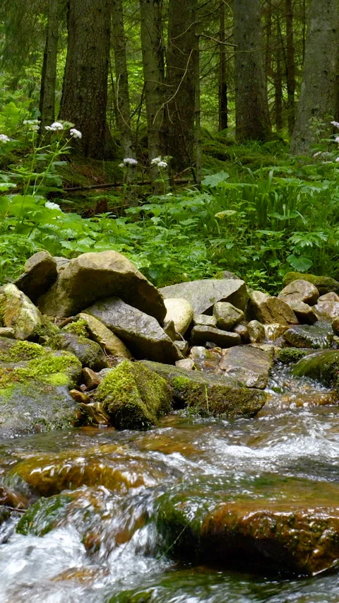 Mountain Stream Flowing Between Mossy Stones Stock Footage 325181813