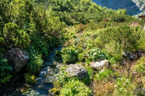 Mountain stream flowing between mossy boulders and dense green shrubs on a rocky Фото