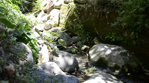 Mountain stream flowing between rocks under sunlight in forest in summer. Stock Footage 136976561