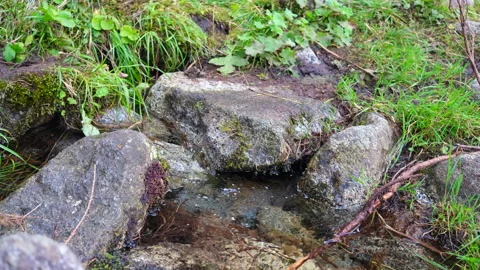 Mountain stream flowing between stones covered by moss Stock Footage 159568822