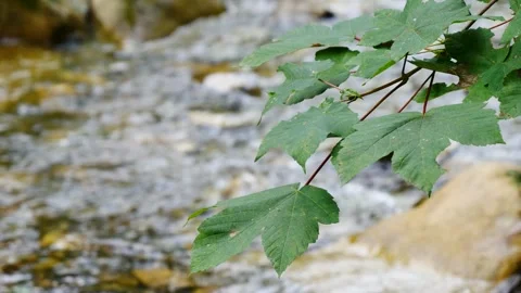 Mountain stream flowing close-up. creek water flowing melted snow spring. str Stock Footage 280073901