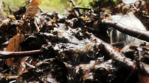 Mountain stream flowing down a hillside through the dry leaves, water source. Stock Footage 37789748