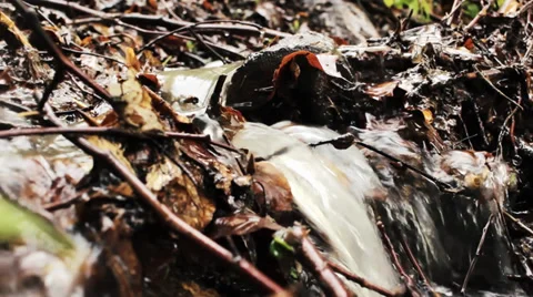 Mountain stream flowing down a hillside through the dry leaves, water source. Stock Footage 37795472