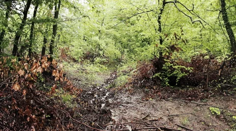 Mountain stream flowing down a hillside through the dry leaves, water source. Stock Footage 37803673
