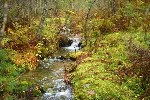 Mountain stream flowing down from the mountains to Teletskoye Lake. The pictu Stock Photos