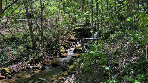 Mountain stream flowing Stock Footage 293513374