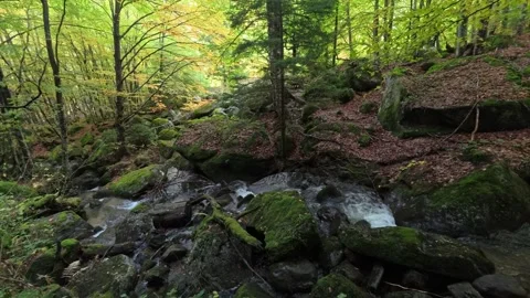 A mountain stream flowing in a forest among rocks 스톡 동영상 306296320