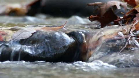 Mountain Stream Flowing Over Fallen Leaves and Stones Video stock 84196997