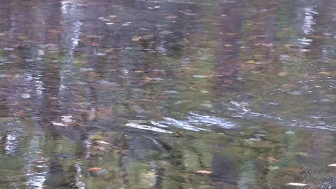 Mountain Stream Flowing over Fallen Leaves Stock-Footage 84810288