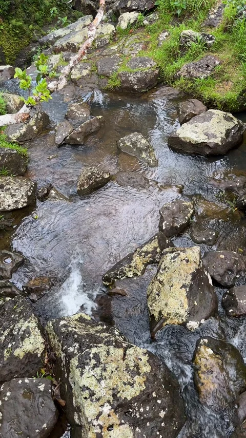Mountain Stream Flowing Over Mossy Rocks and Boulders in Nature Stock Footage 306793714