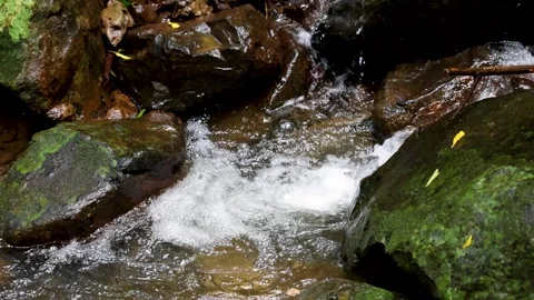 Mountain Stream Flowing Over Mossy Rocks in Dorrigo Forest Vídeo Stock 313380503