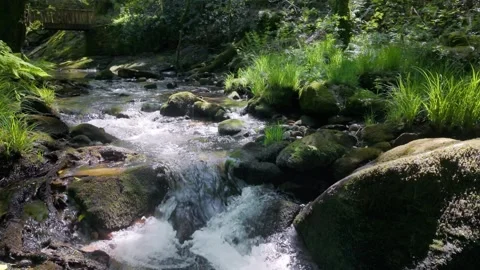 Mountain stream flowing over mossy rocks in a green forest Видео 333751564