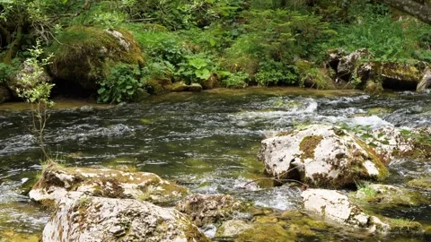 Mountain stream flowing over mossy rocks in a lush green forest Stock Footage 343566325