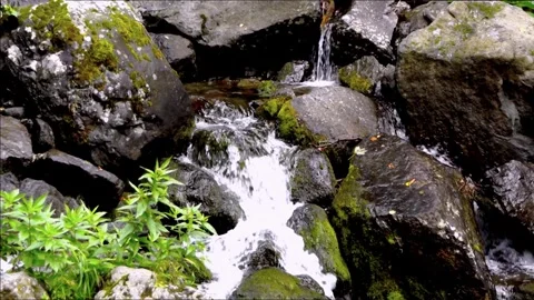 A mountain stream flowing over mossy rocks overgrown with lush greenery Stock-Footage 347884747