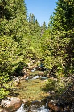 Mountain stream flowing over mossy boulders through a dense sunlit spruce forest Stock Photos