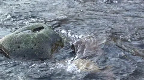 Mountain stream flowing over rocks Stock Footage 44334946