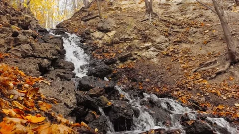 Mountain stream flowing over rocks covered with fallen yellow leaves. Stock Footage 219772018