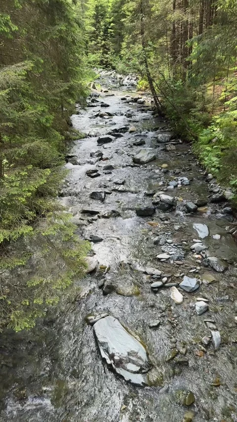 Mountain Stream Flowing Over Rocks Through Spruce Forest in Summer Stock Footage 334117173