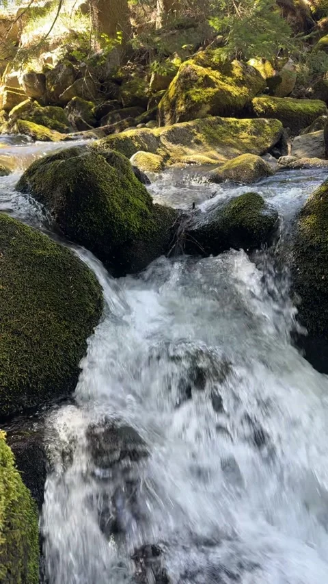 Mountain Stream Flowing Over Rocks In Forest Nature Landscape Stock Footage 334756715