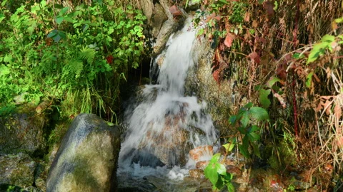 Mountain Stream Flowing Over Small Waterfall Between Stones and Plants Stock Footage 320218054