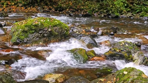 Mountain Stream Flowing Through Autumn Forest in Mount Rainier National Park Stock Footage 332142978