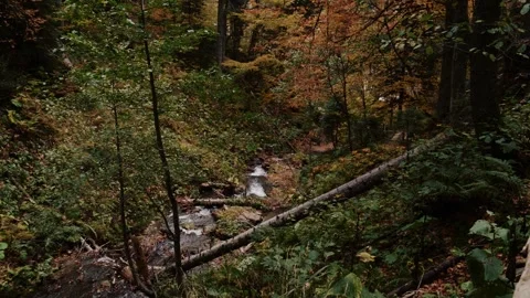 Mountain stream flowing through autumn forest with fallen log 動画素材 347733969