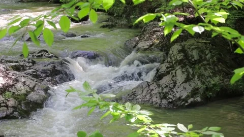 Mountain stream flowing through the beautiful green woods. Pure nature. Video stock 130265350