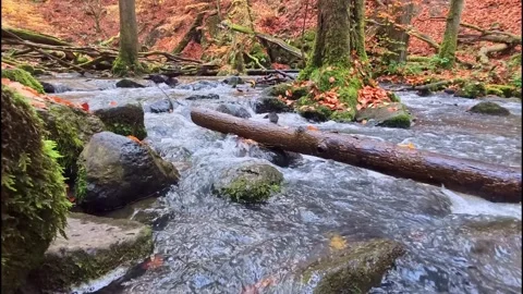 Mountain stream flowing through a colorful autumn forest - slow motion Video stock 327590975