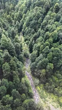 Mountain stream flowing through dense green forest Stock Photos