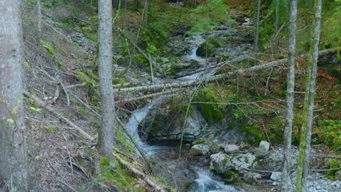 Mountain Stream Flowing Through Fallen Trees and Stones in Forest Stock Footage 320215015