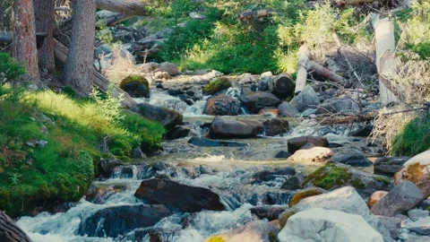 Mountain Stream Flowing Through Forest in Canadian Rockies Video stock 316193984