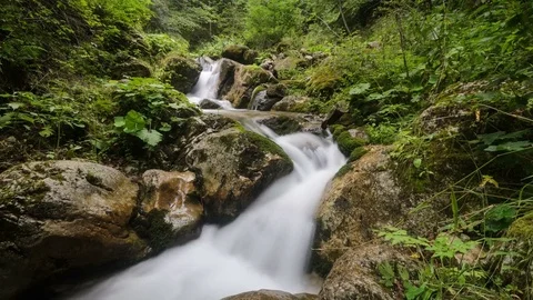 Mountain stream flowing through green forest. 4k timelapse. Stock Footage 77139576