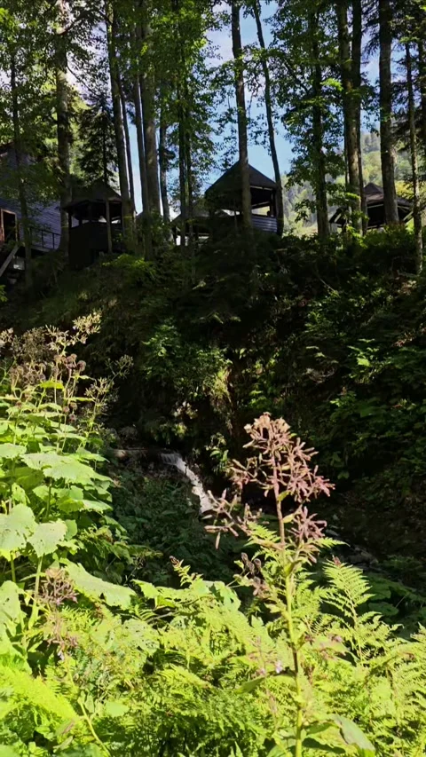 Mountain Stream Flowing Through Green Alpine Valley with Wooden Cabins Stock Footage 330585453