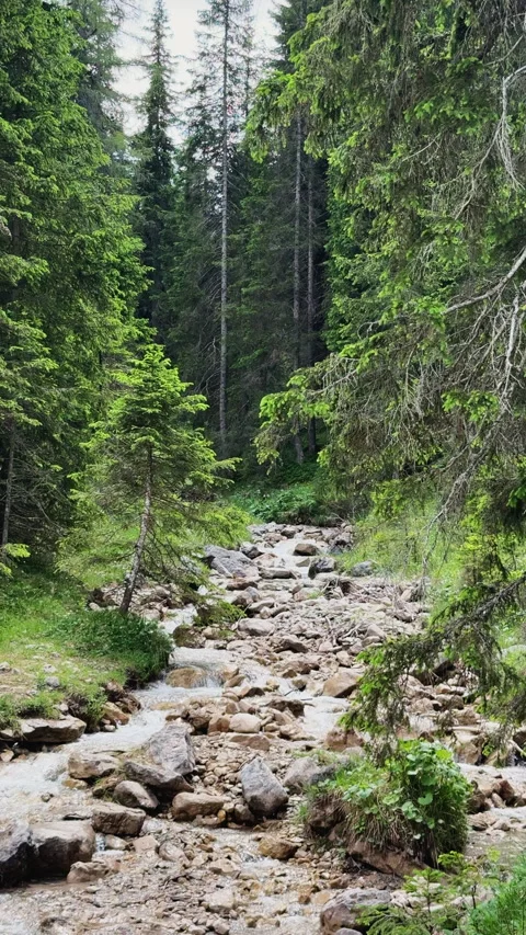 Mountain stream flowing through a green forest valley Stock Footage 341772258