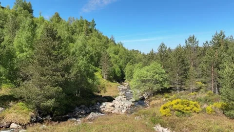 Mountain stream flowing through leafy Scottish woodland Stock Footage 319676240