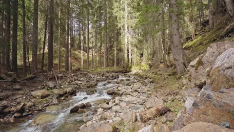 Mountain stream flowing through lush forest Stock Footage 309850419