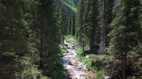 Mountain stream flowing through lush pine forest Video stock 312443235