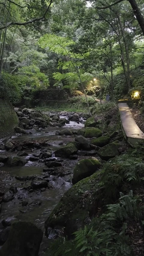 Mountain Stream Flowing Through a Lush Green Forest in Japan Video stock 340940472